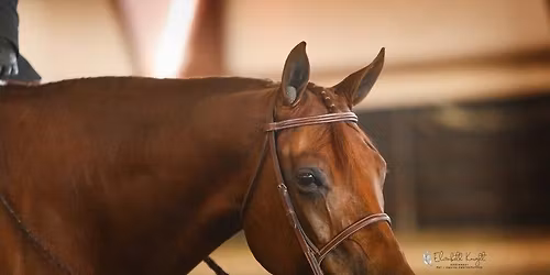 WESTERN MONTANA QUARTER HORSE ASSOCIATION