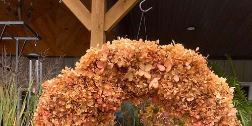 Hydrangeas and All Their Beauty