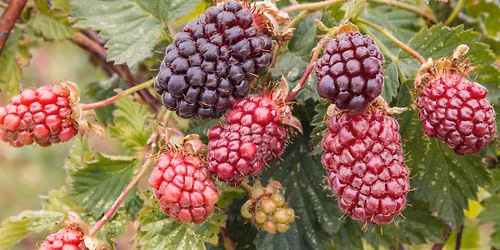 Free Mini-Workshop: Summer Berries \ud83e\uded0