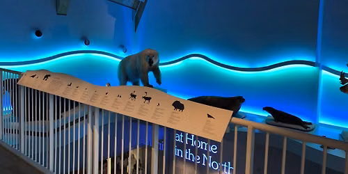 Arctic Story Time and Activity