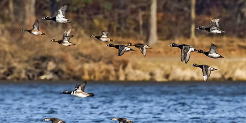 Fall Migration Celebration