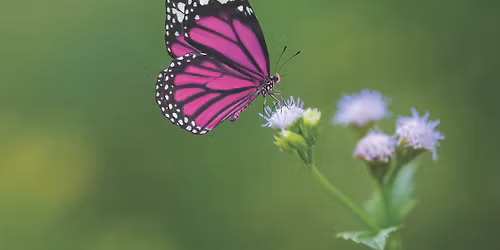 Remembrance Ceremony & Butterfly Release