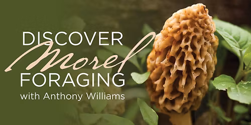 Discover Morel Foraging