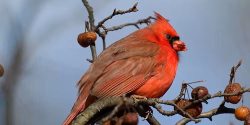 Sewickley Heights Park Beginner Birder Field Trip