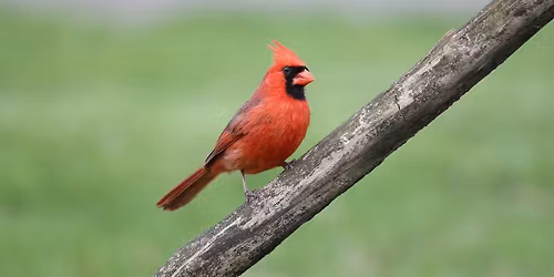 Make and Hike for the Birds