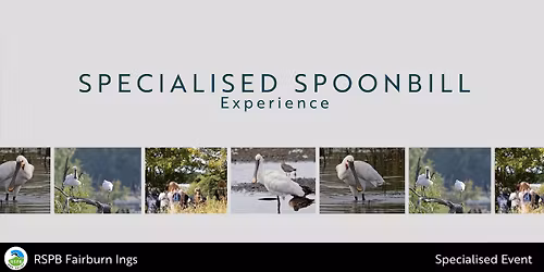 Specialised Spoonbill Experience- RSPB Fairburn Ings