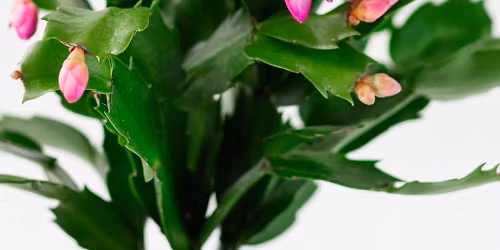 Fort Worth Cactus & Succulent Society November Meeting