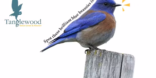 Bluebird Walk and Talk