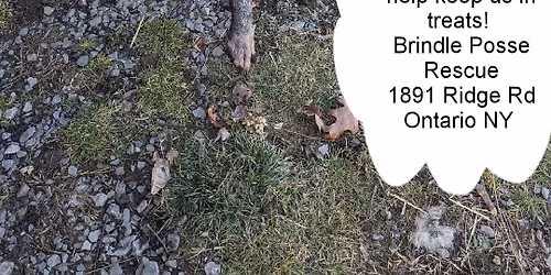 Ridge Road Rummage Sale