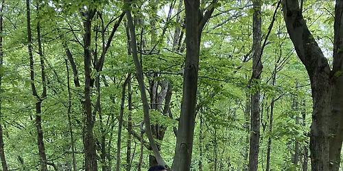 Morning Bird Stroll
