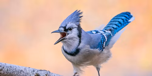 Burcham Park Field Trip