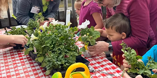 Petunia Planting on the Deck with Mary Lou! 