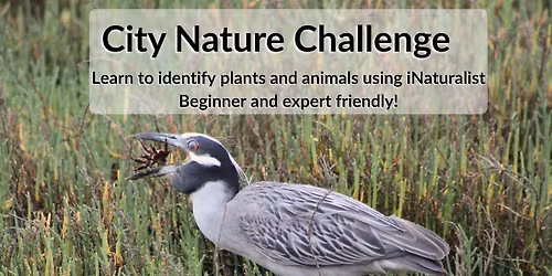 City Nature Challenge at the Tijuana Estuary