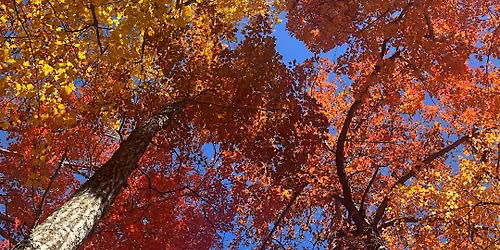 Forest Bathing Retreat: The Experience of Fall