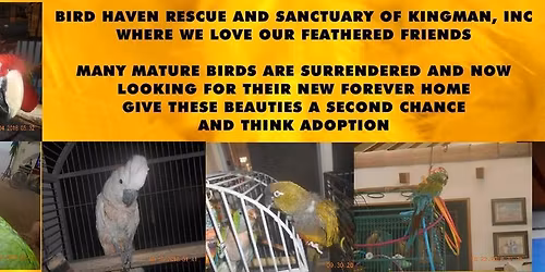 Feathered Friends Yard Sale Clear Out