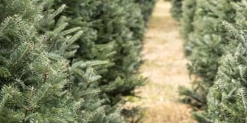 Tree Farm Minis - Multiple dates