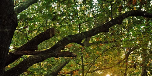 For Adults 50+: Nature Writing Workshop