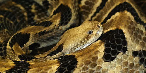 Something About A Snake