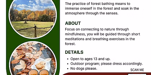 Forest Bathing Sensory Walk & Foraged Tea