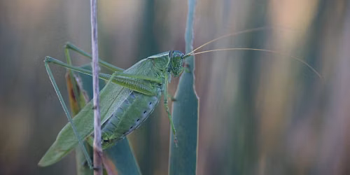 Singing Insect Twilight Tour