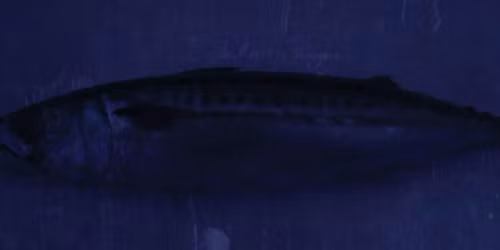 Shooglenifty and Moxie in Glasgow