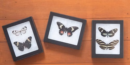 Butterfly Pinning with a Curator