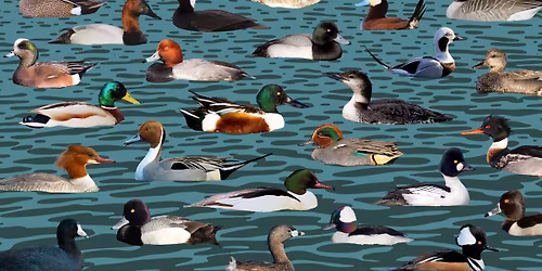 Waterfowl ID Workshop