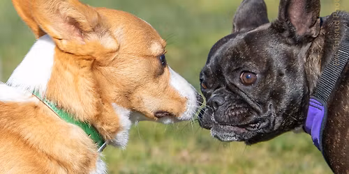 Phoenix Dog Park - Big Meet