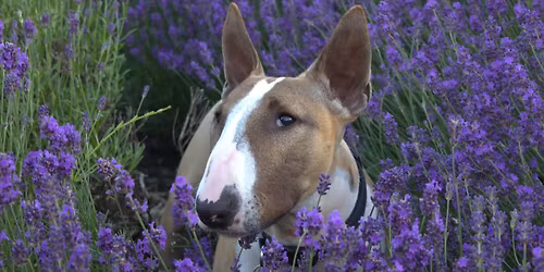 Leeds Bullie Walk (for rescue)