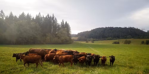 Prodej vyzr\u00e1l\u00e9ho hov\u011bz\u00edho masa 