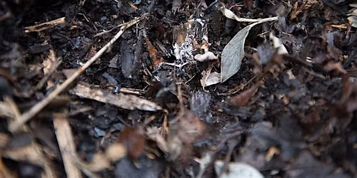 FREE Workshop:  Boulevard Garden Sheet Mulching