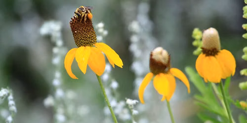 Bear Creek Wildflower Walk with CO Native Plant Masters