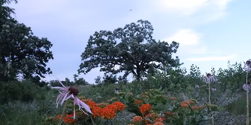 Codfish Hollow (Hamilton) Hill Prairie Walk
