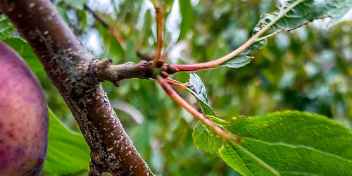 Field Day: Heritage Food Crops Research Trust 