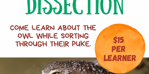 Owl Pellet Dissection - Owl Life Cycle Class