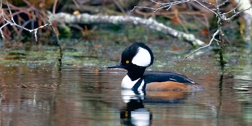 Destination Birding With a Scone: Tubbs Meadow