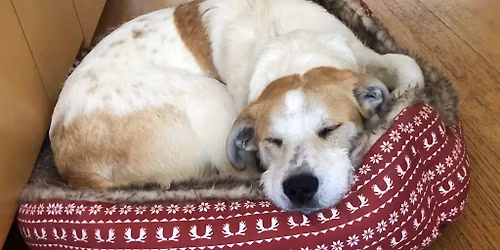 Reston, VA Adoption Event - PetSmart