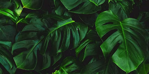 Make your own perfume! Shades of green (in person)