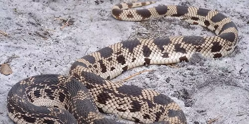 Snakes of the Pine Barrens
