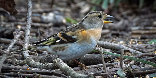 Warnham Local Nature Reserve