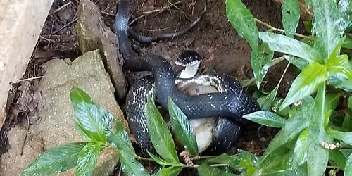 WBU Athens: Native Snakes presented by Sandy Creek Nature Center
