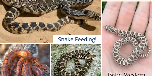 Snake Feeding