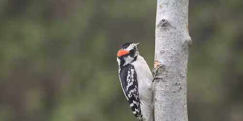 Birding for Beginners