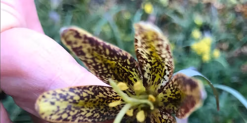 June Family Hike: Pollinators and their Flowers