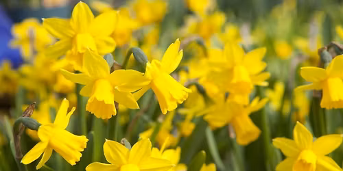 Christmas Fair Benllech Community Hall