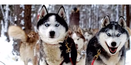 Journ\u00e9e tra\u00eeneau \u00e0 chiens & Chocolat chaud!