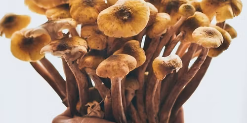 Cultivation 101: Introduction to Mushroom Growing