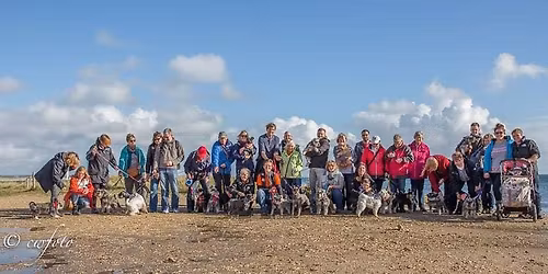 dorchester Schnauzer walk