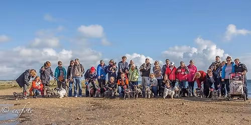 dorchester Schnauzer walk  