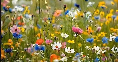 Wildflower Walk